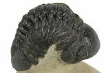 Detailed Reedops Trilobite - Atchana, Morocco #251067-1